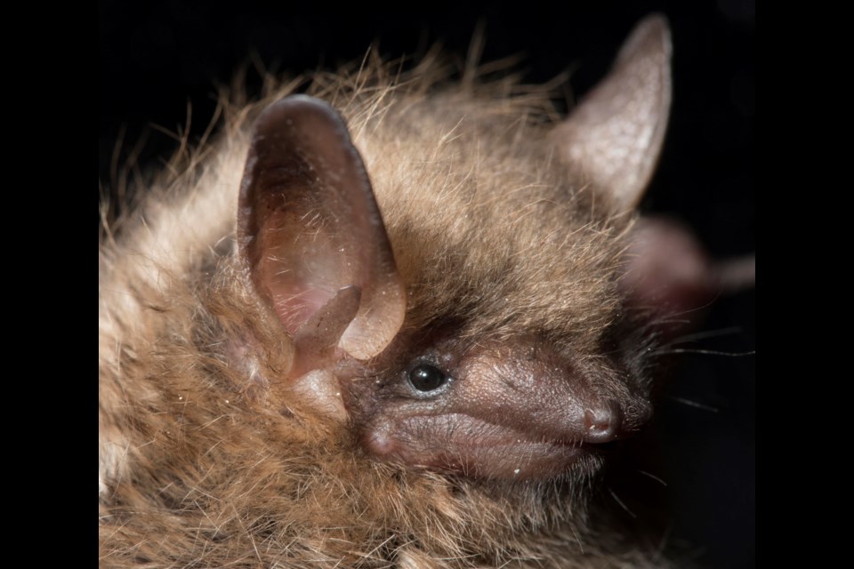 This is a tricolored bat (Perimyotis subflavus), which is listed as endangered in Canada under the Species at Risk Act (SARA) and in Ontario under the Endangered Species Act (ESA). Heavily impacted by WNS. Brock and Sherri Fenton, (MNRF photos)
