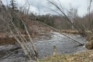 Trees downed in Wishart Park amid spring flood