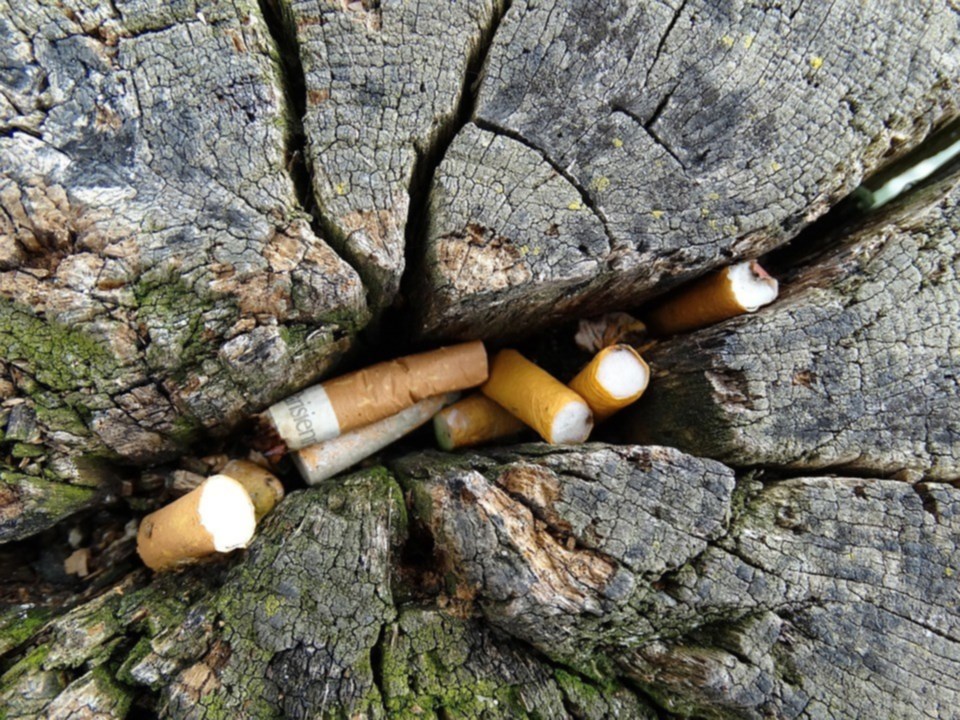 Cigarette butts in a tree stump