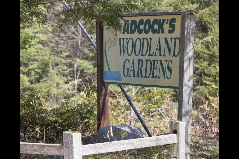 Adcocks Woodland Garden. Violet Aubertin for SooToday