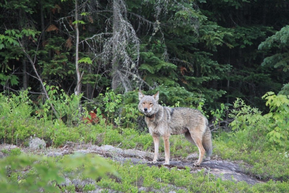 Eastern or Algonquin Wolf