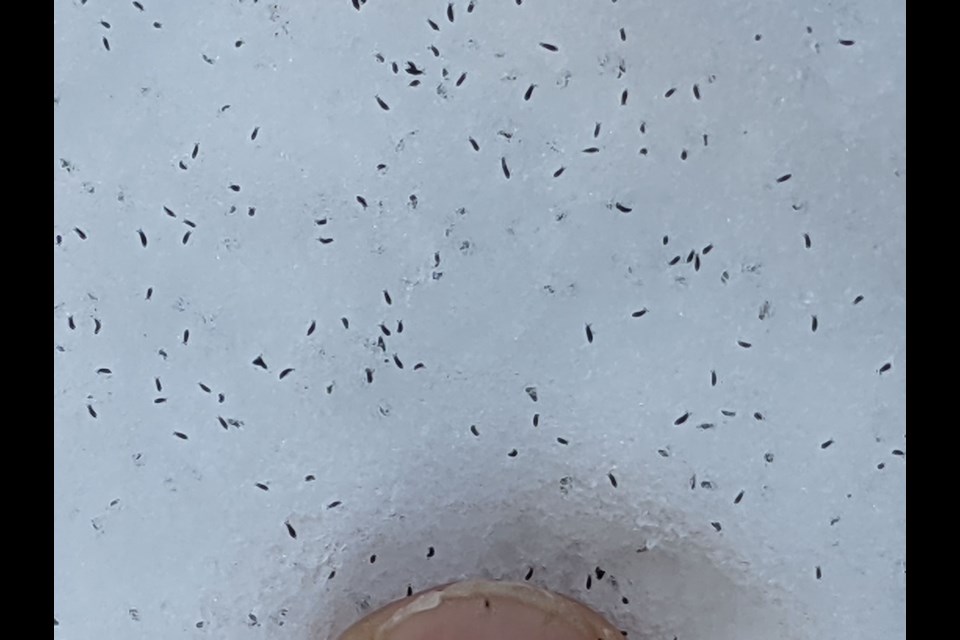 You will see many patches of peppered snow as we head towards spring and yes these "snow fleas" are springtails.