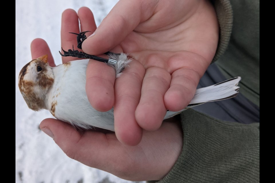 This Snow Bunting is now ready for release, part of the Hilliardton Marsh's bird banding program. 