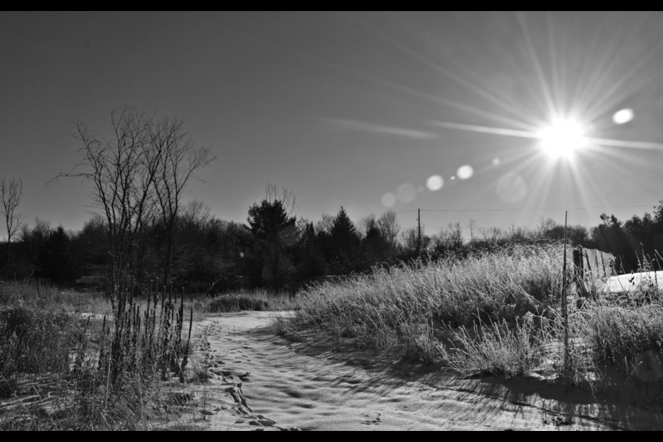 Black and white image of a frosted field in St. Joseph Township