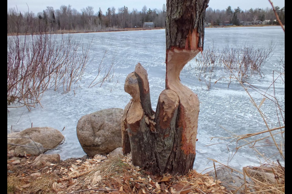 A beaver’s handy work on a cluster of young maple trees found in a remote area in Tarbutt Township