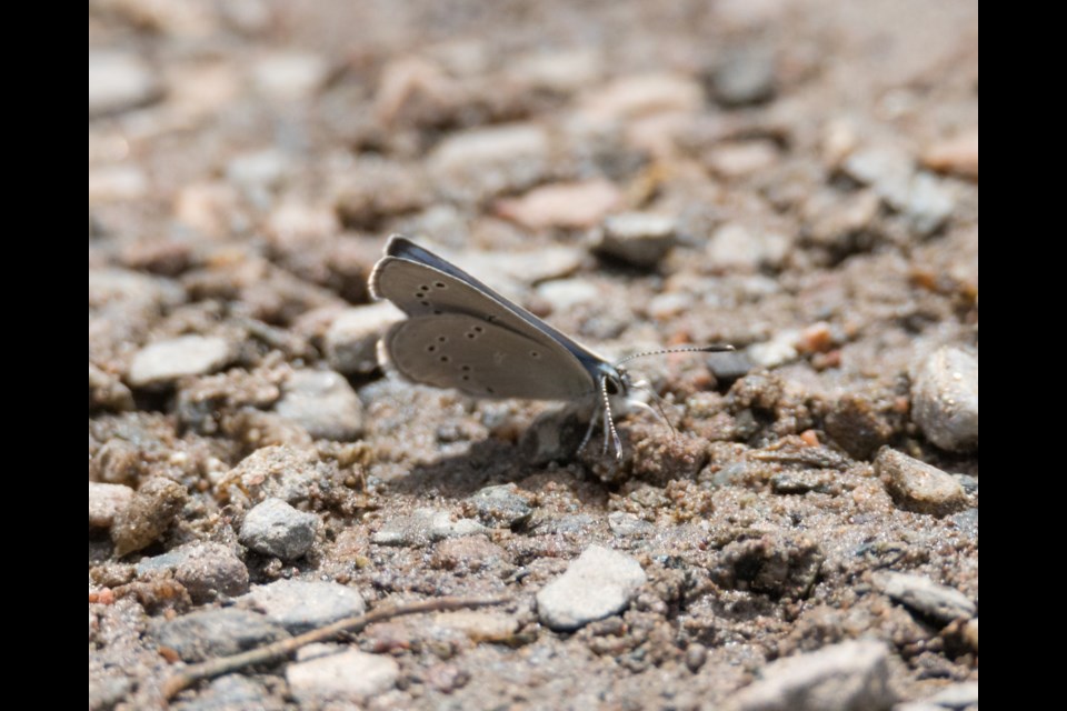 Silvery Blue Butterfly found on South St. Marys Island June 8 2020.  Butterflies with Mark Olivier Jan. 7 2021. 