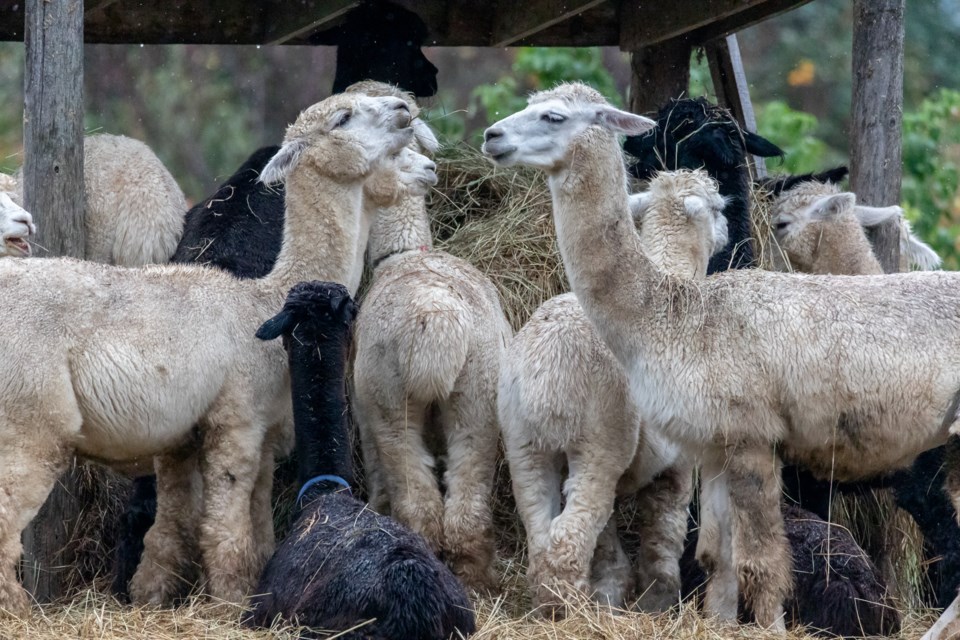 Meadowview Alpaca Farms