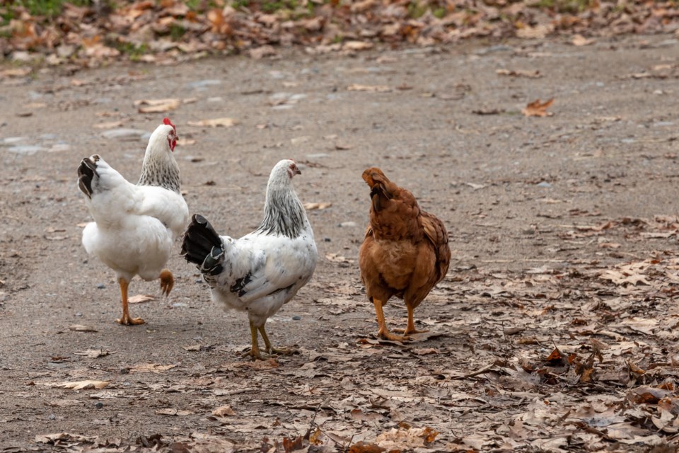 Mockingbird Hill Pioneer Farm