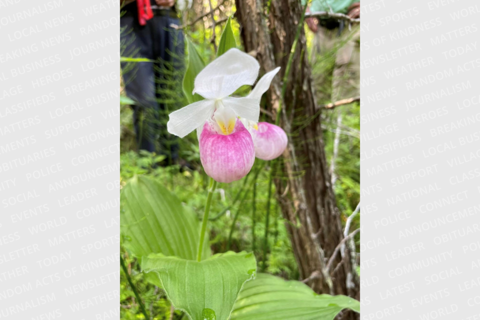 Used with permission of the Sault Naturalists. Showy lady slipper