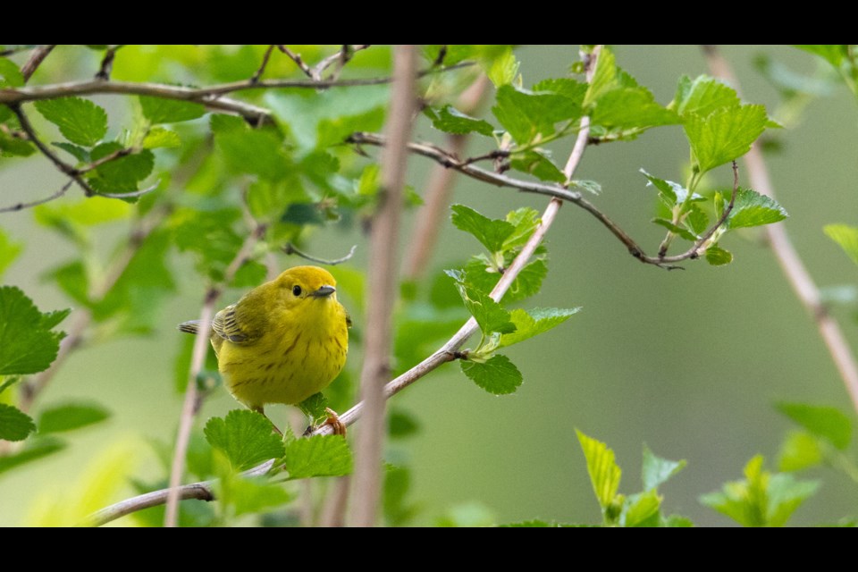 Yellow warbler.