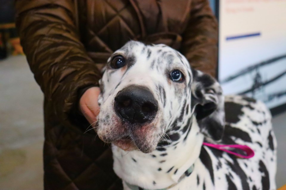 Basha, a nine-year-old Harlequin Great Dane, enjoyed a fun day at the Canadian Bushplane Heritage Centre during this year's Easter Pet Extravaganza. 