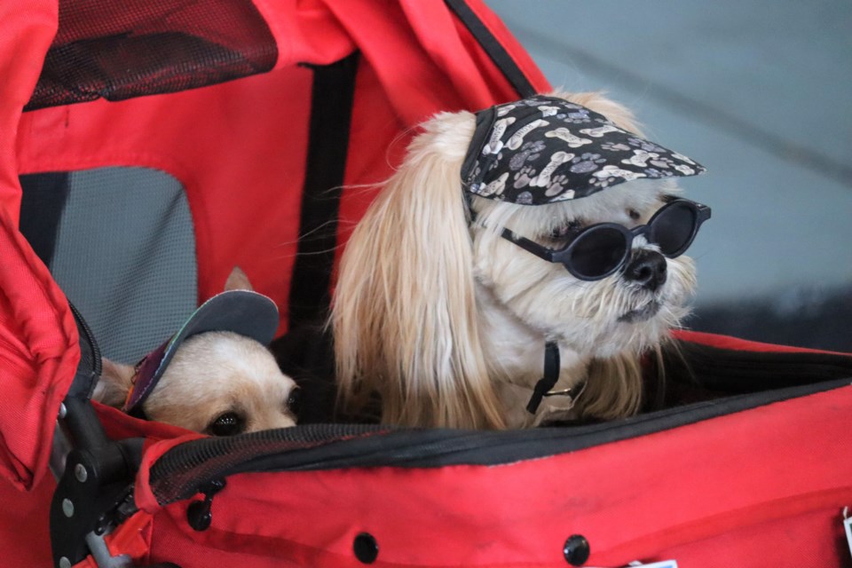 Residents brought their pets to the Canadian Bushplane Heritage Centre for the Easter Pet Extravaganza on Apr. 8, 2023.