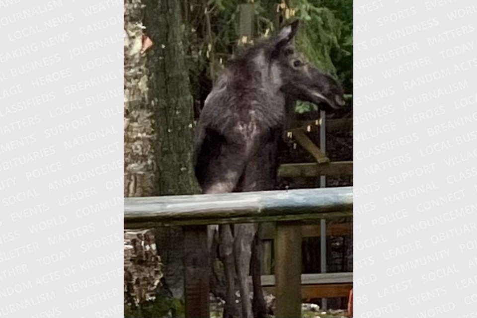 A resident in the central part of town spotted the familiar young moose eating flowers out of a Westridge Road backyard on April 12, 2024.