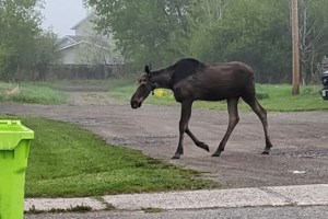 VIDEO: Moose on the loose spotted again, this time in west end