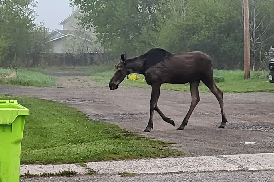 05-18-2024-mooseontheloosespottedagainthistimeinwestend-af-01