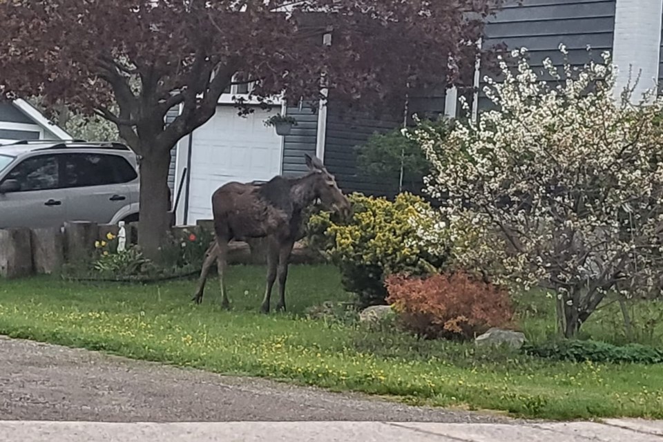 05-18-2024-mooseontheloosespottedagainthistimeinwestend-af-02