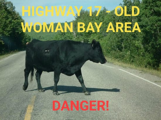 05162022-Old Woman Bay Cow Accident-AF