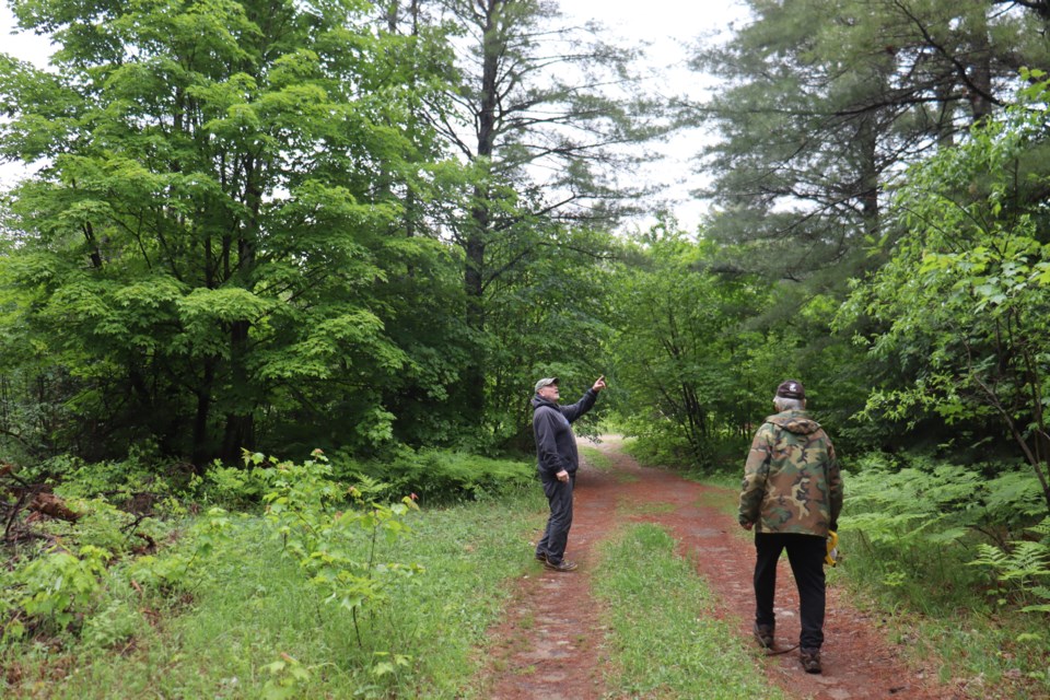 Sault residents Brian Mealey and Owen Heeps examine a plot of white pine and spruce trees that the Soo Finnish Nordic Ski Club proposes to remove for additional parking at their Pinder lots.