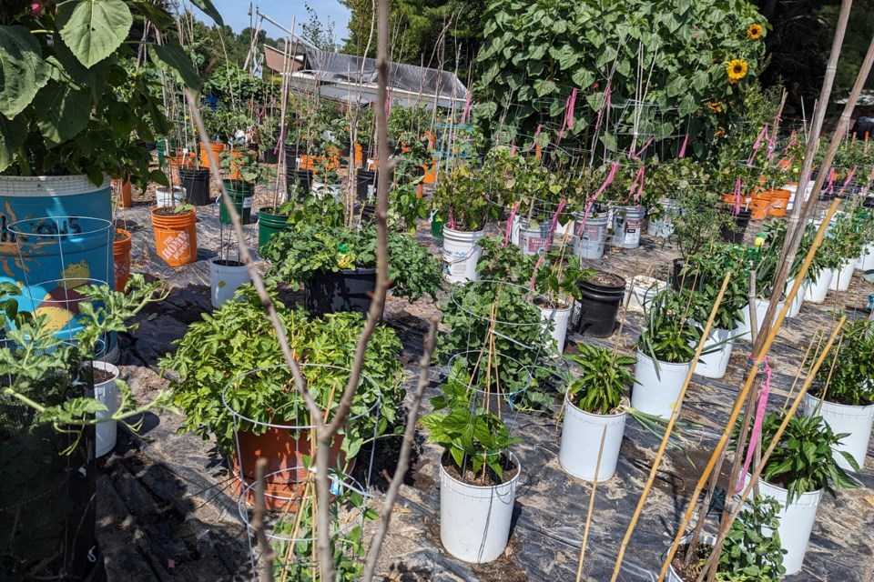 Trista Pino's donation garden near Bell's Point Beach Campground in Garden River is back to nearly 100 per cent after a suspected chemical attack destroyed nearly 40 per cent of her produce last month