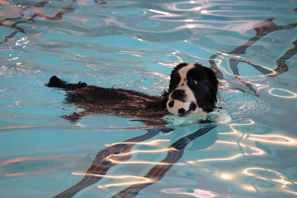 Some local pups got the chance to cool off at the YMCA pool on Monday for their annual Doggy Dip.