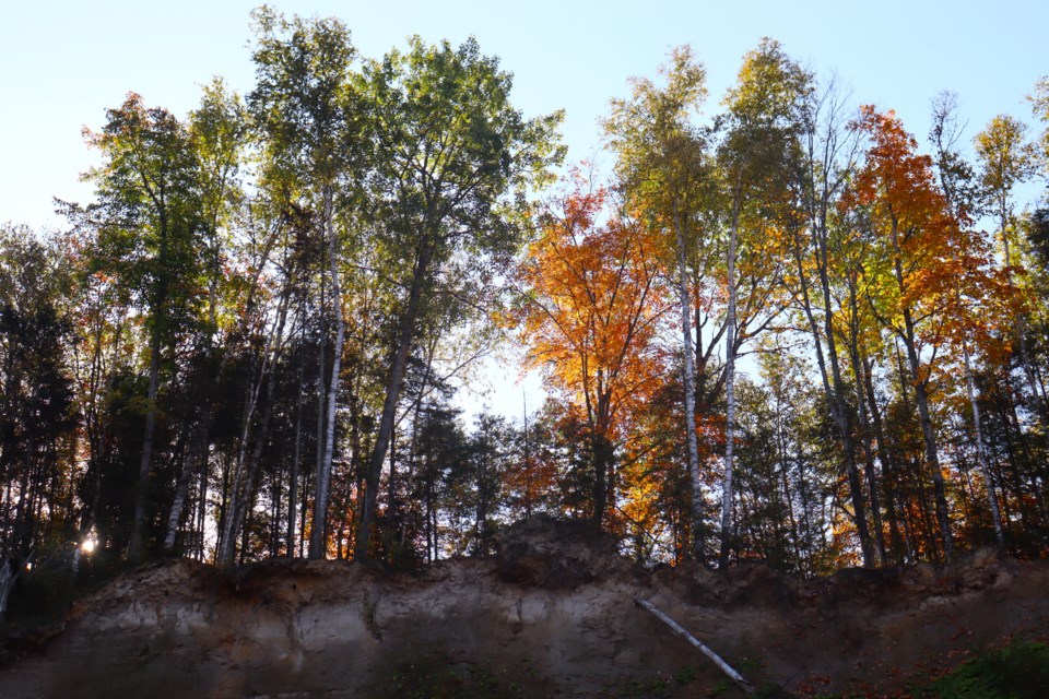 The fall colours dazzled at Wishart Park in Sault Ste. Marie on Oct. 3, 2023.