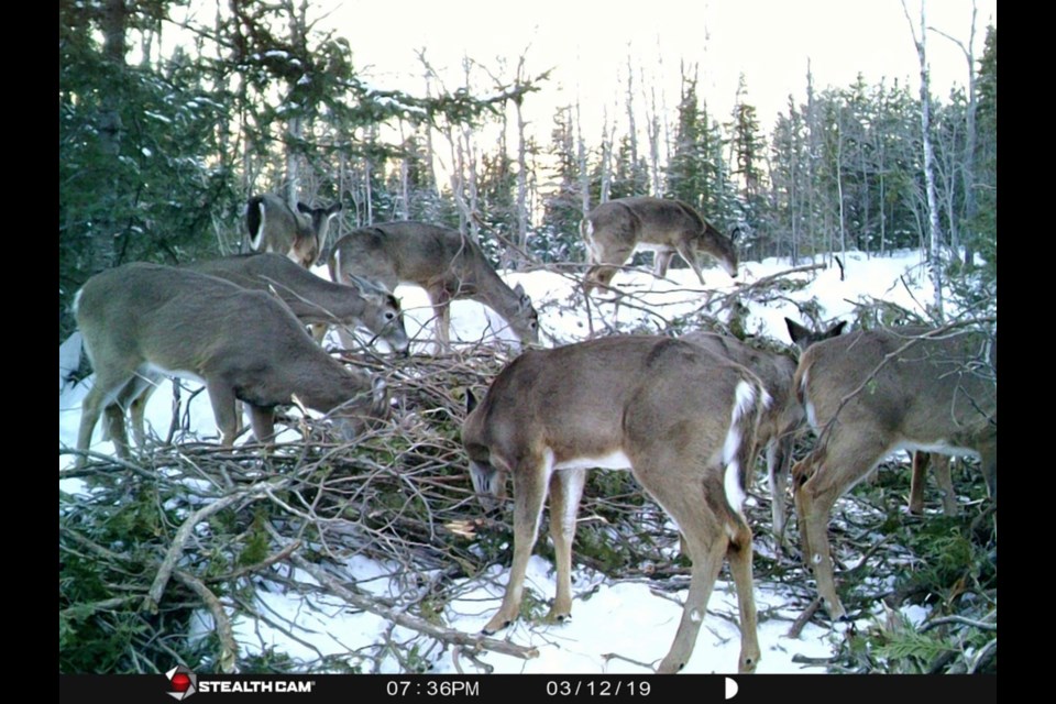This still taken from a trail camera shows deer eating cedar at a feeding yard in Desbarats. The cedar was provided by volunteers as part of an emergency feeding.  Facebook photo