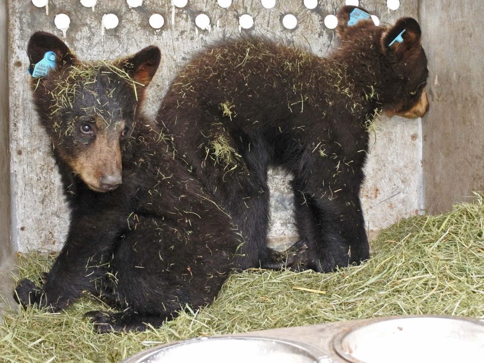 20160616 Bear With Us Sanctuary and Rehabilitation Centre Submitted