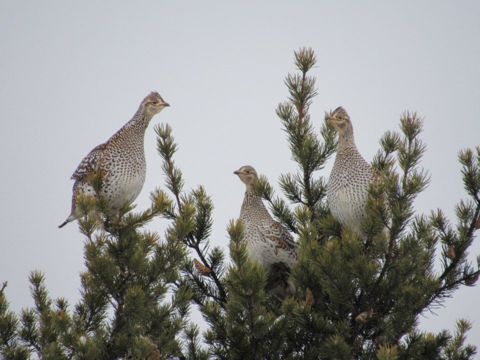 2017-12-16 sharp-tailed grouse