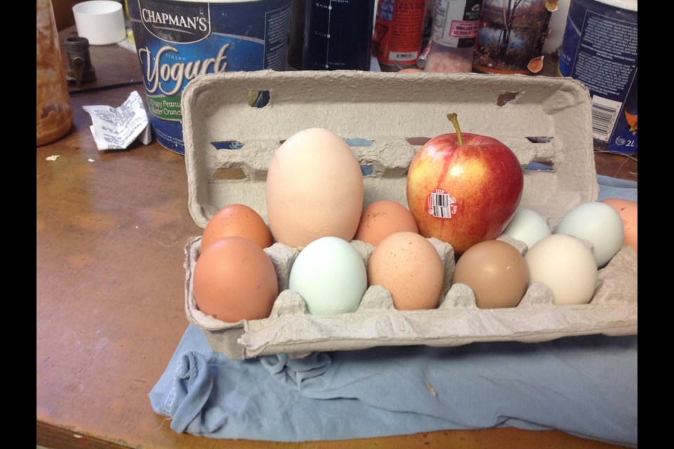 Dennis and Kirsti's 180 gram egg, seen in a carton of other eggs with an apple for size comparison in this submitted photo