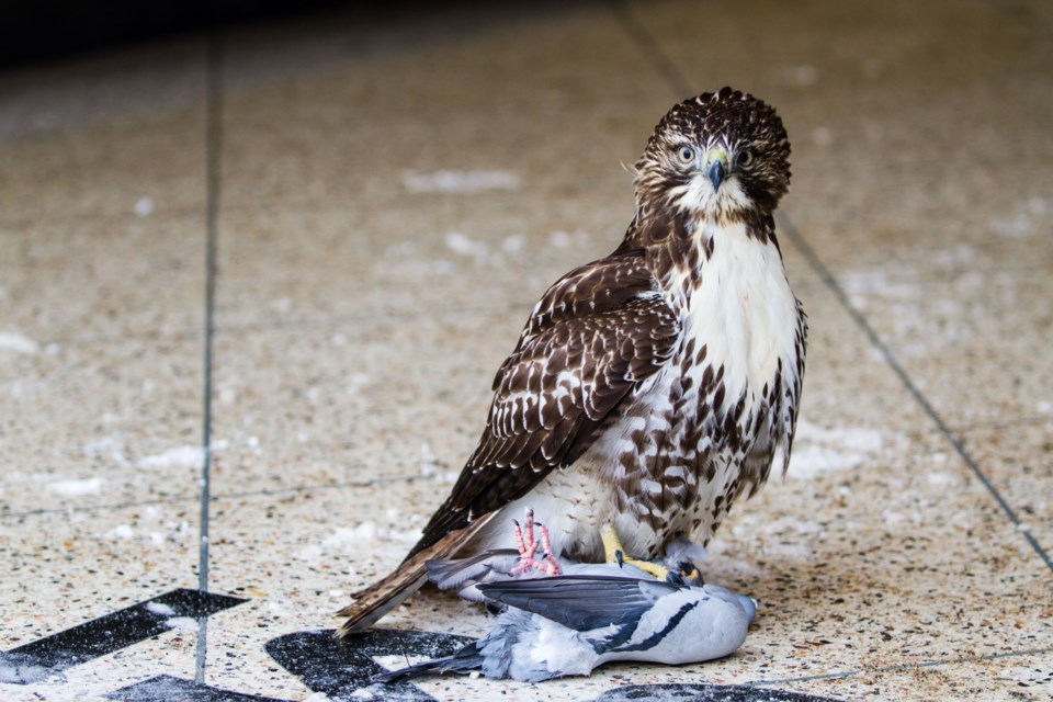 A Red Tailed Hawk enjoys a lunch break just outside the SooToday office on Monday, Jan. 8, 2018. Donna Hopper/SooToday