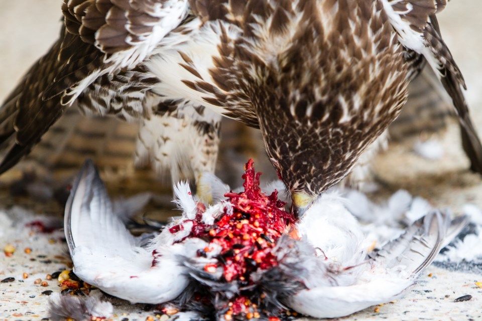 Video: Red tailed hawk caught eating lunch on camera in downtown Sault (viewer discretion advised) - Sudbury News Video: Red tailed hawk caught eating lunch on camera in downtown Sault (viewer discretion advised) - Sudbury News