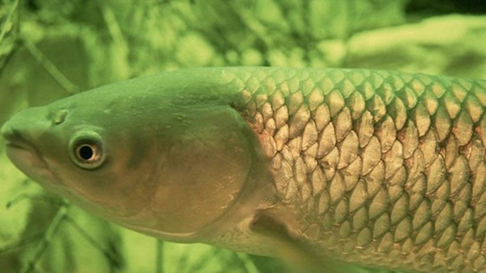 2018-08-17 asian grass carp