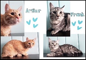 AdoptMe2020-03-03ArthurAndFrank