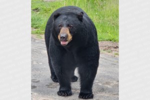 Bears with cubs spotted at St. Mary’s College