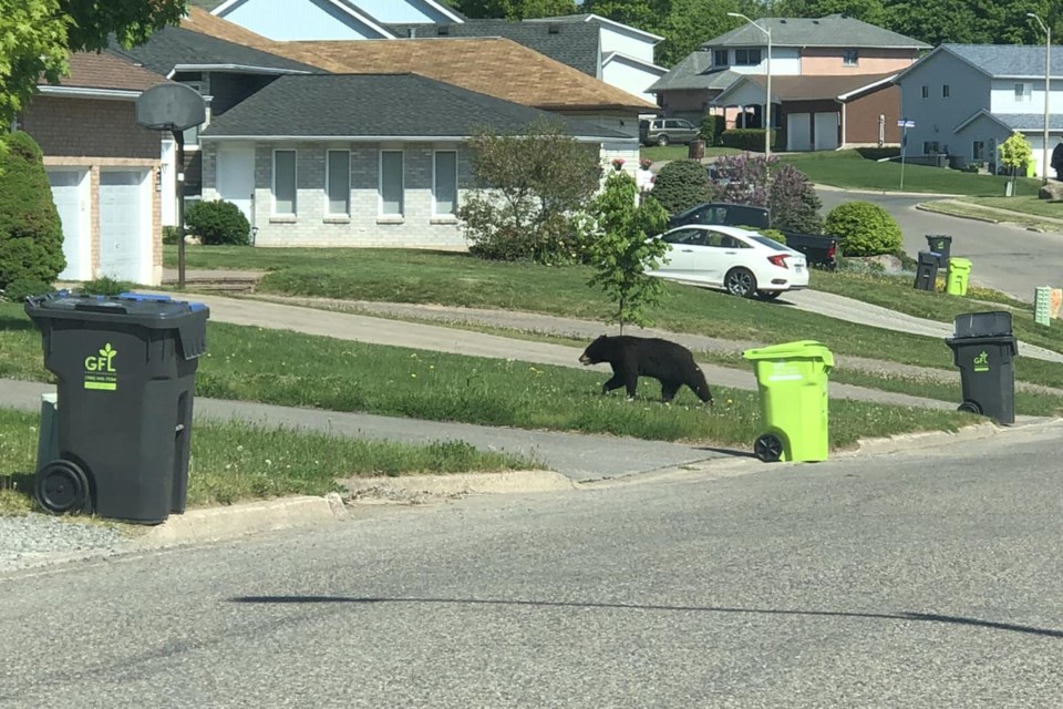 Residents have been uploading their photos of bear sightings to a new Facebook group to alert those who may be nearby to stay cautious