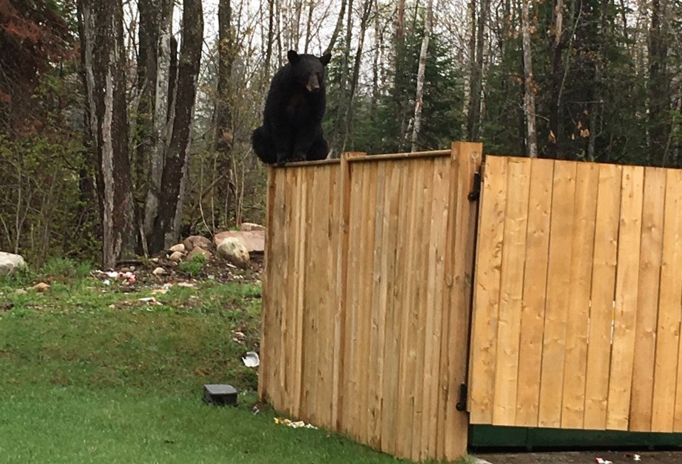 2018-05-19 bear on fence