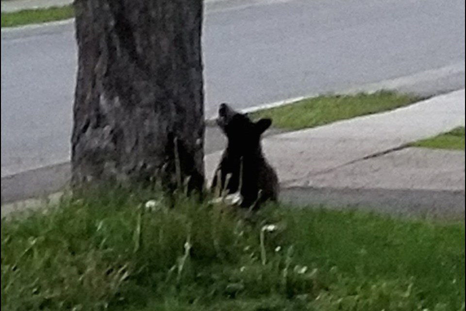 Young bear seen on Woodward Avenue Monday, June 10, 2019. Reader submitted photo