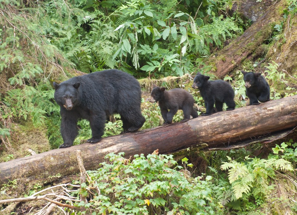 MotherBear3Cubs