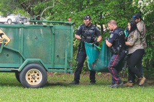 Police and MRN catch tranquilized bear after it falls from tree