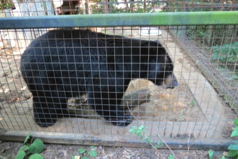 SpruceHavenZooBenTheBear