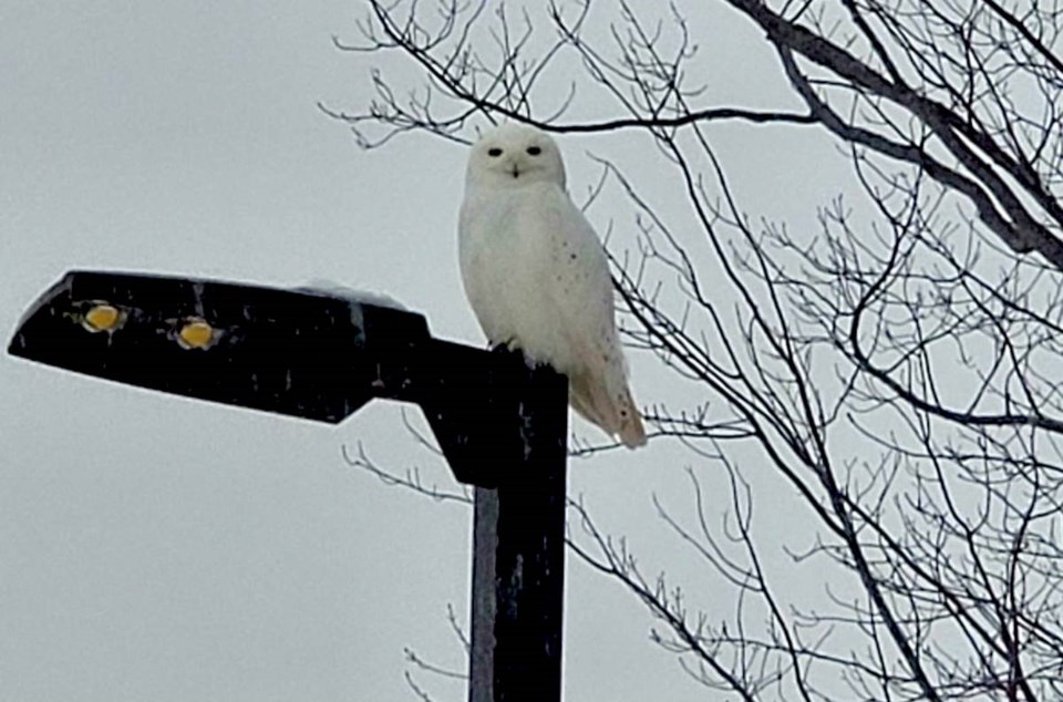 2019-12-12 snowy owl OFRH