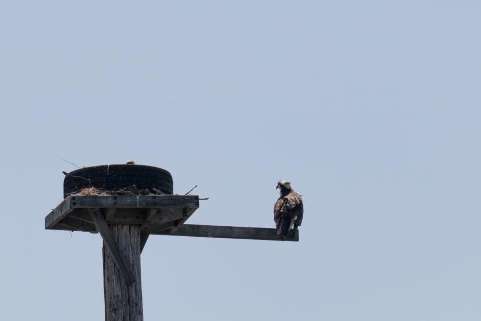 Ospreys at The Kensington Interpretive Site at CASS. Violet Aubertin for SooToday
