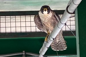 Dual citizenship: Beloved falcons return to raise family on International Bridge