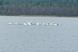 Rare bird sighting surprises campers at Little Lake George