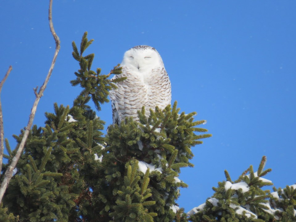 snowy owl - Carter Dorscht