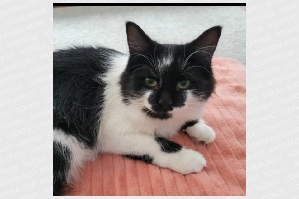 20250106-adoptme