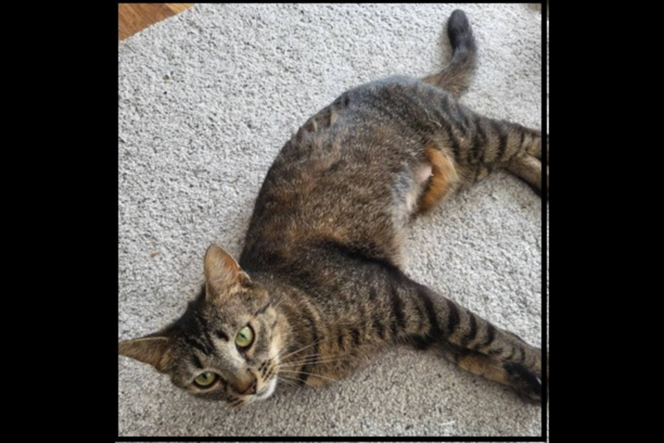 20250331-betty-lou-adopt-me