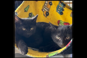 Adopt Me: Iggy and Harley are a dynamic duo!
