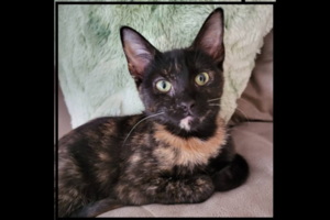 Adopt Me: Bowtie is a very dapper kitten