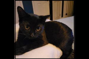 Adopt Me: Rocky is a total lovebug!